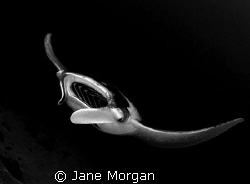 Black and white manta sweeping over the reef. by Jane Morgan 